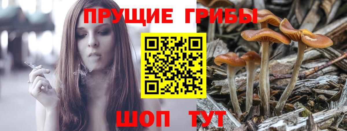 Псилоцибиновые грибы GOLDEN TEACHER Дивногорск